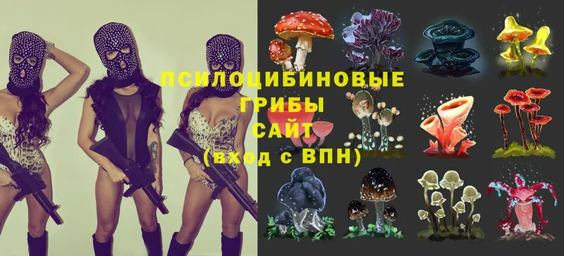 где купить наркоту  гидра зеркало  Галлюциногенные грибы Magic Shrooms  Алатырь 